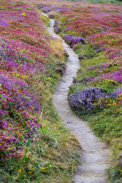 France, Brittany, cote d armor, cap Frehal, pathway through heather