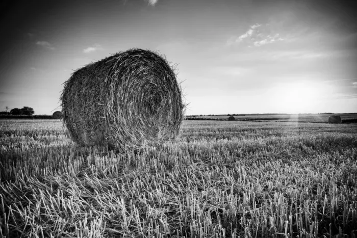Framed Print : France, Centre Region, Indre-et-Loire, Sainte Maure de Touraine, Straw Bale in field Framed Print : France, Centre Region, Indre-et-Loire, Sainte Maure de Touraine, Straw Bale in field