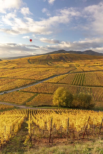 France, Grande Est, Alsace, Haut-Rhin, Ammerschwihr, a hot air balloon flies over
