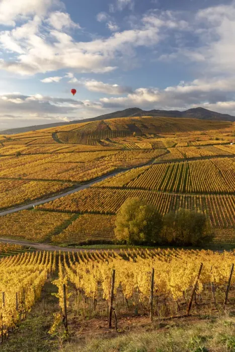 Framed Print : France, Grande Est, Alsace, Haut-Rhin, Ammerschwihr, a hot air balloon flies over