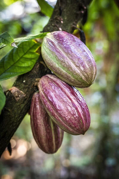 France, Guadalupe, Pointe Noire, Cacao fruits at the Maison du Cacao