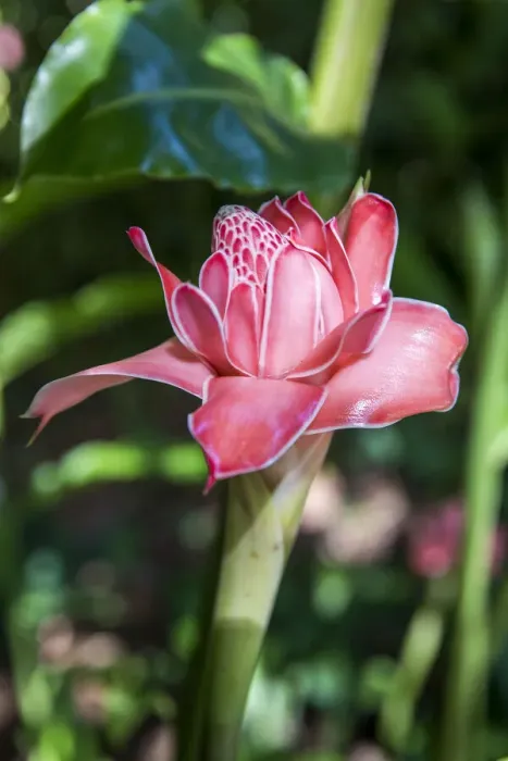 Framed Print : France, Guadeloupe, Deshaies, Etlingera Elatior Rose in Deshaies Botanic Garden Framed Print : France, Guadeloupe, Deshaies, Etlingera Elatior Rose in Deshaies Botanic Garden