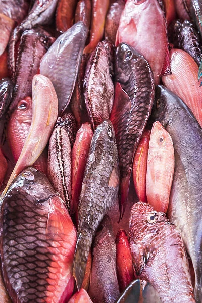 France, Guadeloupe, Pointe-a-Pitre, Various species of fish at the dock market