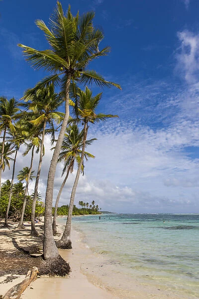 France, Guadeloupe, Sainte-Anne, Palm trees in the Bois Jolan beach