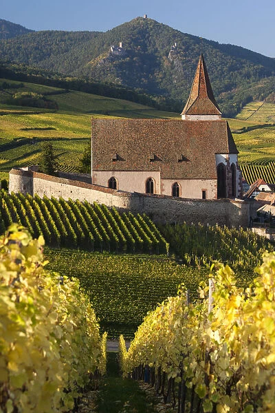France, Haut-Rhin, Alsace Region, Alasatian Wine Route, Hunawihr, town church