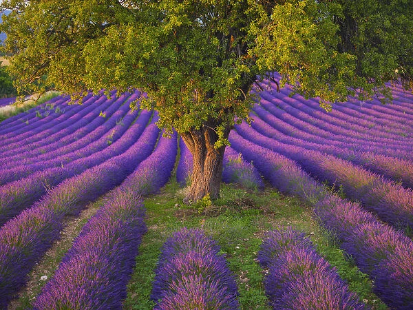 France, Haute Provence, Provence, Sault Plateau, Rows of lavender