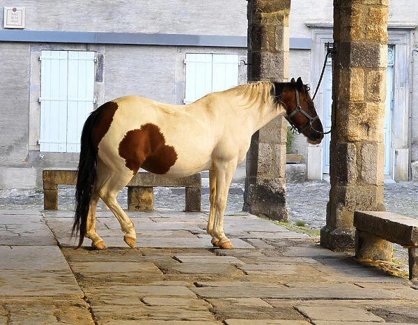 France, Languedoc, Lagrasse, Horse in covered market
