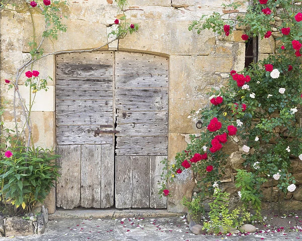 France, Lot, Carennac, An old wooden barn door surrounded by roses in the heart of