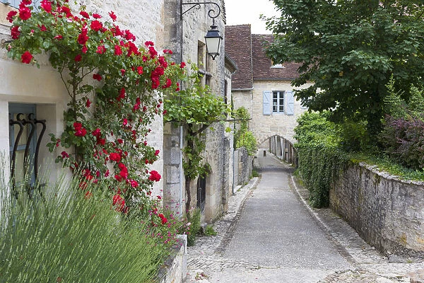 France, Lot, Martel, A narrow, cobbled street and covered walkway with roses