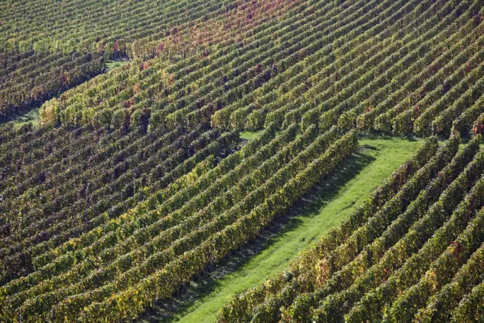 Framed Print : France, Marne, Champagne Region, Montvoisin, vineyards Framed Print : France, Marne, Champagne Region, Montvoisin, vineyards