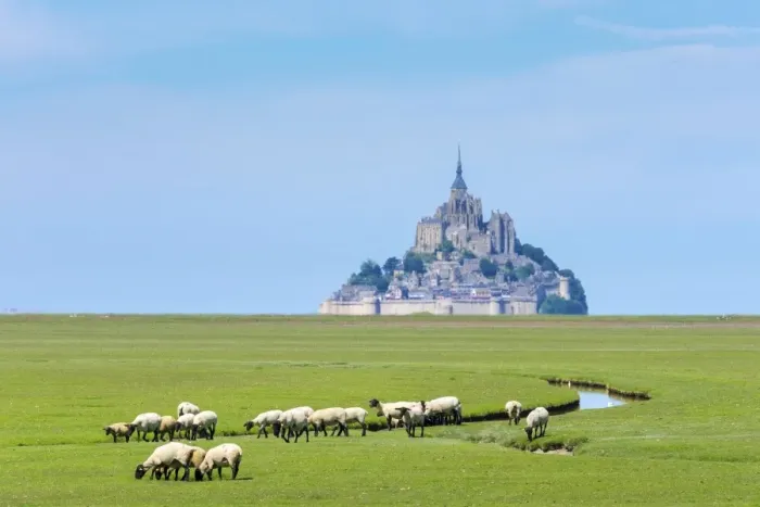 Framed Print : France, Normandy (Normandie), Manche department, sheep grazing in front of Le Framed Print : France, Normandy (Normandie), Manche department, sheep grazing in front of Le