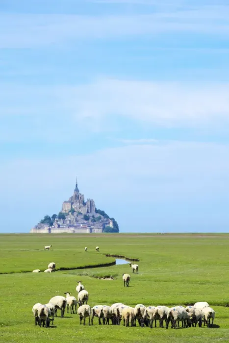 Framed Print : France, Normandy (Normandie), Manche department, sheep grazing in front of Le