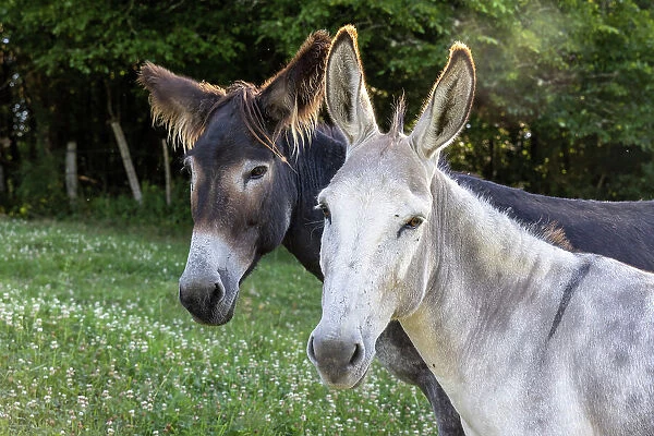France, Nouvelle-Aquitaine, Correze, two domestic donkeys