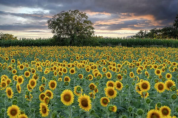 France, Nouvelle-Aquitaine, Correze, a walnut tree in a field of sunflowers at sunset