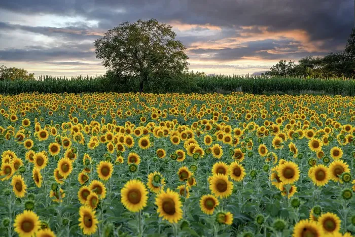 Framed Print : France, Nouvelle-Aquitaine, Correze, a walnut tree in a field of sunflowers at sunset