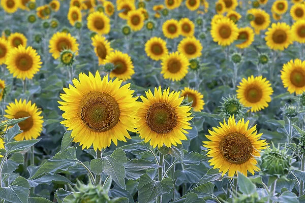 France, Nouvelle-Aquitaine, Correze, Sunflowers