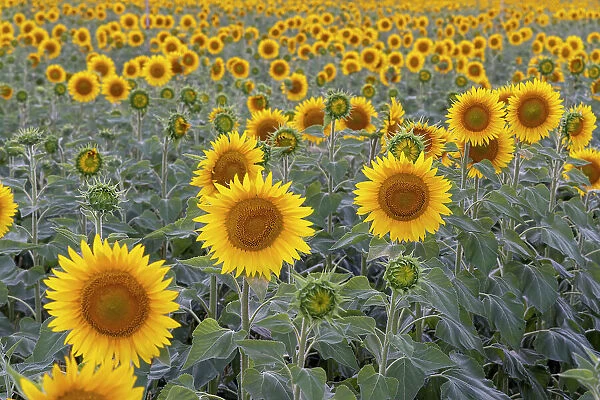 France, Nouvelle-Aquitaine, Correze, Sunflowers