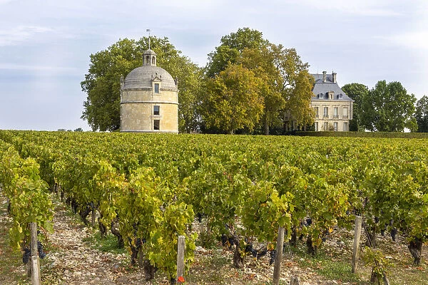 France, Nouvelle-Aquitaine, Gironde, Medoc, Chateau Latour and vineyard
