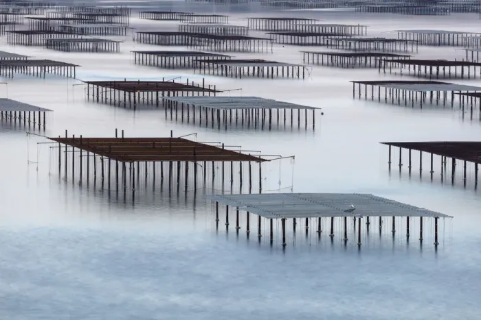 Framed Print : France, Occitanie, Herault, Bouzigues, oysters tables on the lagoon of Thau Framed Print : France, Occitanie, Herault, Bouzigues, oysters tables on the lagoon of Thau