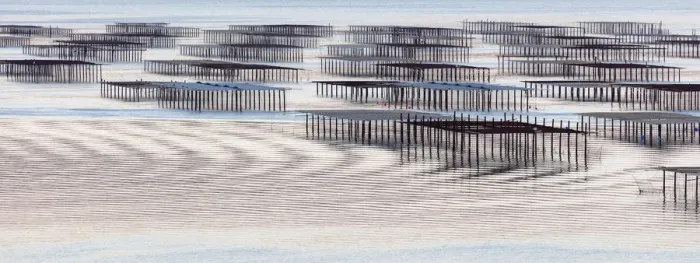 Framed Print : France, Occitanie, Herault, Bouzigues, oysters tables on the lagoon of Thau Framed Print : France, Occitanie, Herault, Bouzigues, oysters tables on the lagoon of Thau