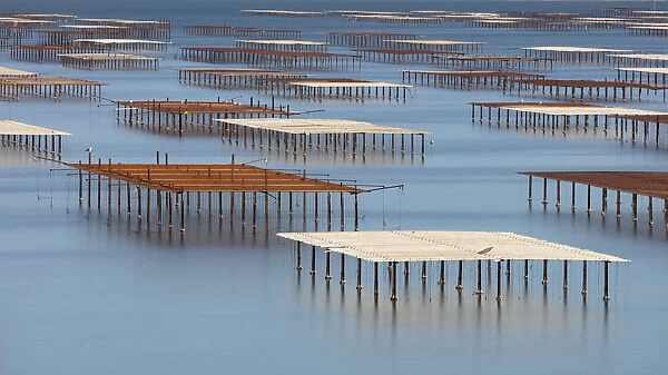 France; Occitanie; Herault; Bouzigues; Oyster tables on the lagoon of Thau