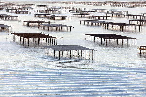 France; Occitanie; Herault; Bouzigues; Oyster tables on the lagoon of Thau