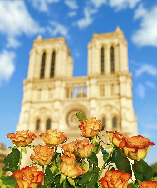 France, Paris, Notre Dame Cathedral, flowers infront of Cathedral