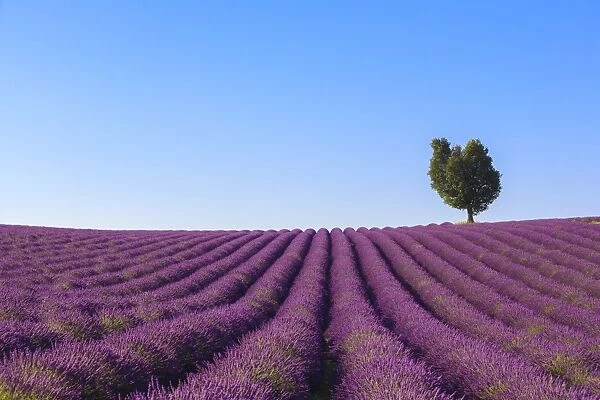France, Provence-Alpes-Cote d Azur, Plateau of Valensole, Lavender Field