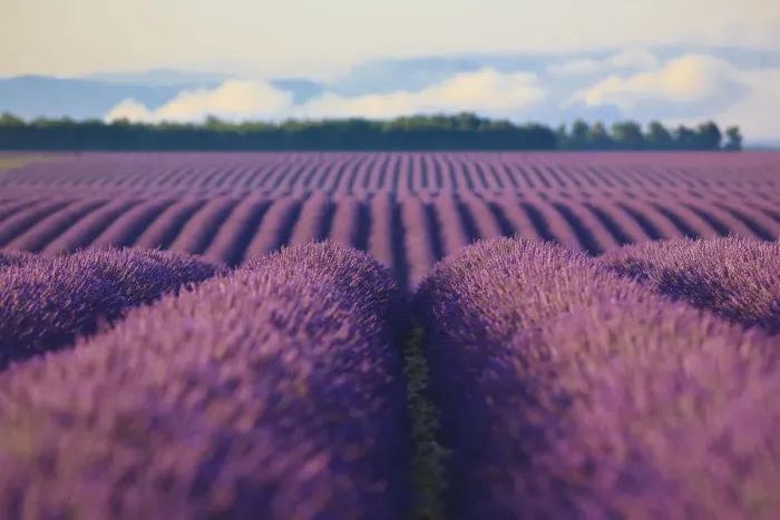 Framed Print : France, Provence-Alpes-Cote d Azur, Plateau of Valensole, Lavender Field and fog Framed Print : France, Provence-Alpes-Cote d Azur, Plateau of Valensole, Lavender Field and fog