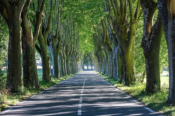 France, Provence-Alpes-Cote d Azur, tree-lined avenue of plane trees in Provence