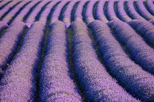 France, Provence-Alpes-Cote d Azur, Plateau de Valensole, rows of lavender