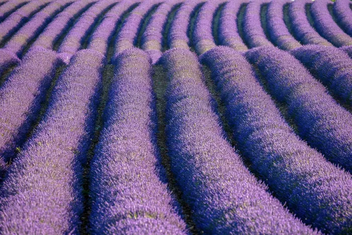 Framed Print : France, Provence-Alpes-Cote d Azur, Plateau de Valensole, rows of lavender Framed Print : France, Provence-Alpes-Cote d Azur, Plateau de Valensole, rows of lavender
