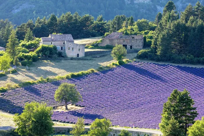 Framed Print : France, Provence-Alpes-Cote d Azur, Aurel, field of lavender Framed Print : France, Provence-Alpes-Cote d Azur, Aurel, field of lavender
