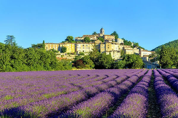 France, Provence-Alpes-Cote d Azur, Banon and lavender fields