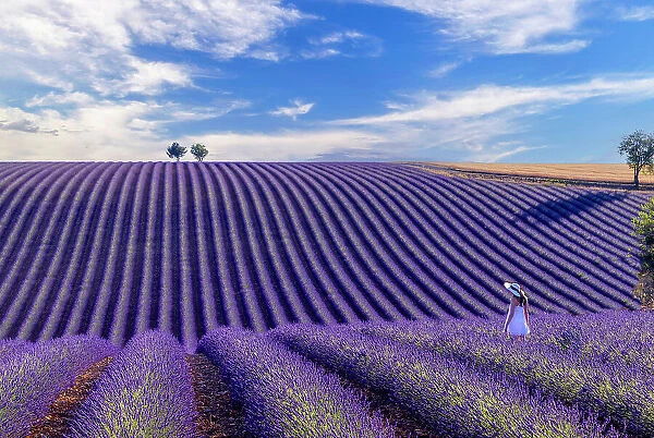 France, Provence-Alpes-Cote d Azur, Plateau de Valensole, a woman walks through a field of lavender