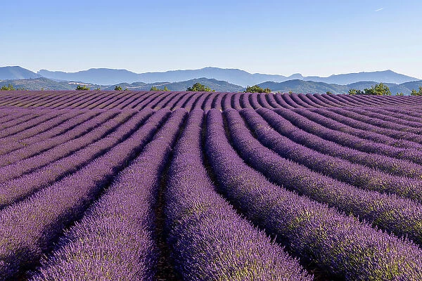 France, Provence-Alpes-Cote d Azur, Plateau de Valensole, rows of lavender