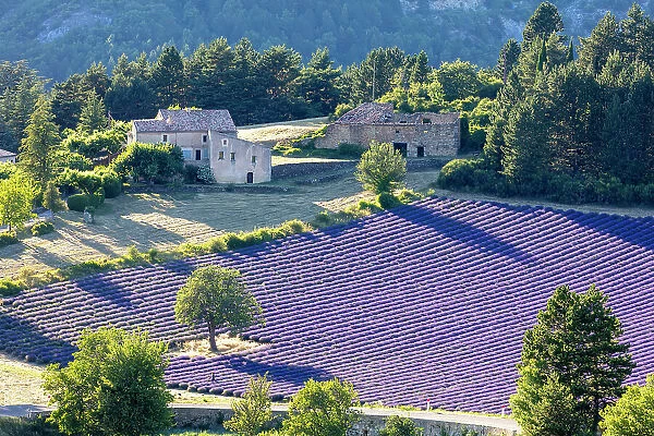 France, Provence-Alpes-Cote d Azur, Aurel, field of lavender
