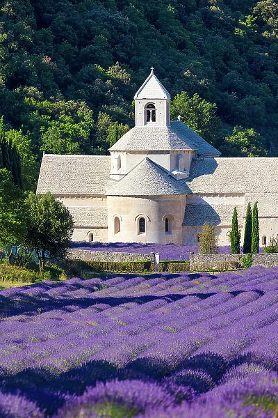 France, Provence-Alpes-Cote d Azur, Gordes, Senanque abbey (abbaie de Senanque) & field of lavender