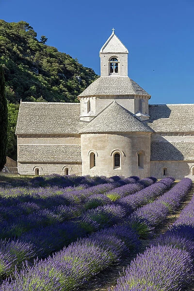 France, Provence-Alpes-Cote d Azur, Gordes, Senanque abbey (abbaie de Senanque) & field of lavender