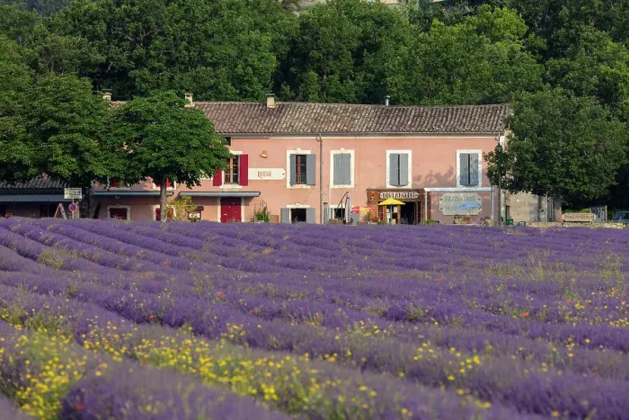 Framed Print : France, Provence-Alpes-Cote d'Azur, Simiane-la-Rotonde, a pink boulangerie with lavender in front Framed Print : France, Provence-Alpes-Cote d'Azur, Simiane-la-Rotonde, a pink boulangerie with lavender in front