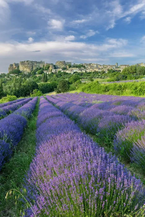 Framed Print : France, Provence-Alpes-Cote d'Azur, Saignon, Lavender fields in front of the village of Saignon Framed Print : France, Provence-Alpes-Cote d'Azur, Saignon, Lavender fields in front of the village of Saignon