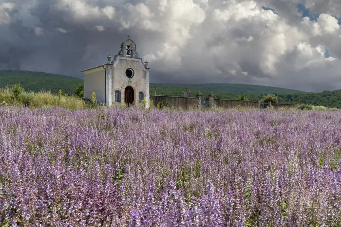 Framed Print : France, Provence-Alpes-Cote d'Azur, Banon, a small chapel surrounded by pink sage (sauge sclaree) in Provence Framed Print : France, Provence-Alpes-Cote d'Azur, Banon, a small chapel surrounded by pink sage (sauge sclaree) in Provence