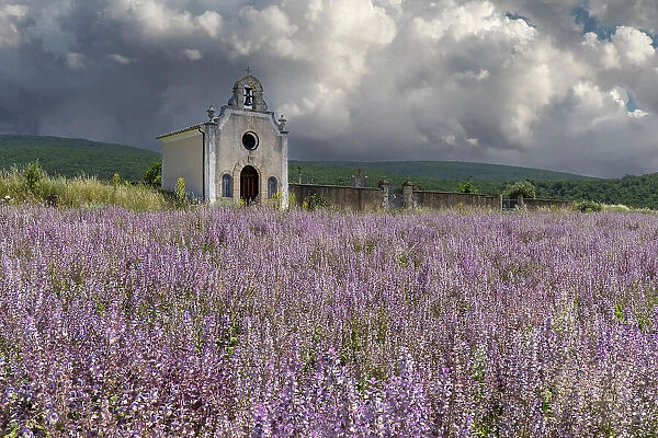 France, Provence-Alpes-Cote d'Azur, Banon, a small chapel surrounded by pink sage (sauge sclaree) in Provence