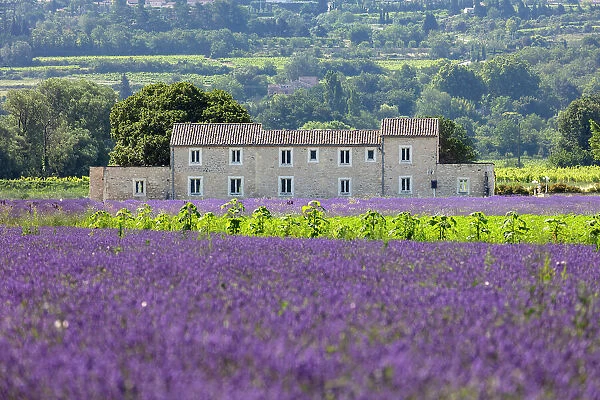 France, Provence-Alpes-Cote d'Azur, Bonnieux, a traditional stone building surrounded by lavender and sunflowers near the village of Bonnieux