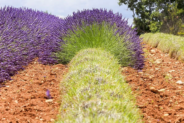France, Provence, Alpes-de-Haute-Provence: Lavender at the Plateau de Valensole