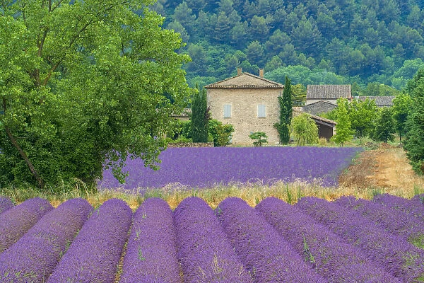 France; Provence; Alpes-de-Haute-Provence, house and lavender