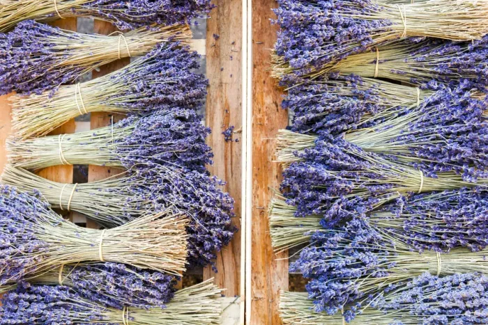 Framed Print : France, Provence, Alpes-de-Haute-Provence: Bunch of Lavender Framed Print : France, Provence, Alpes-de-Haute-Provence: Bunch of Lavender