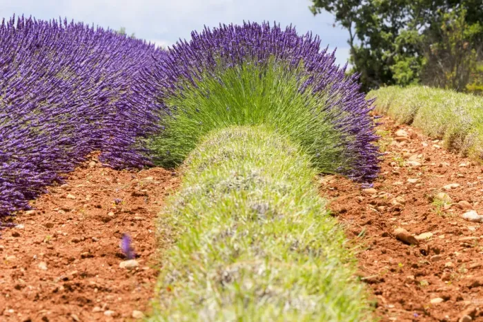 Framed Print : France, Provence, Alpes-de-Haute-Provence: Lavender at the Plateau de Valensole Framed Print : France, Provence, Alpes-de-Haute-Provence: Lavender at the Plateau de Valensole