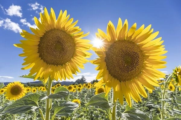 France, Provence Alps Cote d Azur, Haute Provence, a pair of sunflowers