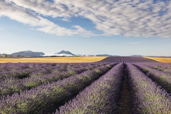 France, Provence Alps Cote d Azur, Haute Provence, Valensole plateau, rows of lavender